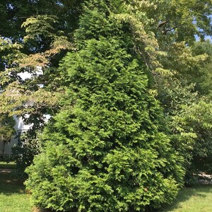 Thuja Green Giant Arborvitae image 2