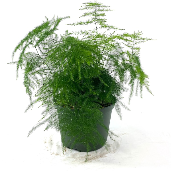 Plumosa Fern, Live Indoor Plant