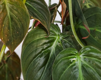 Philodendron Micans Trellis