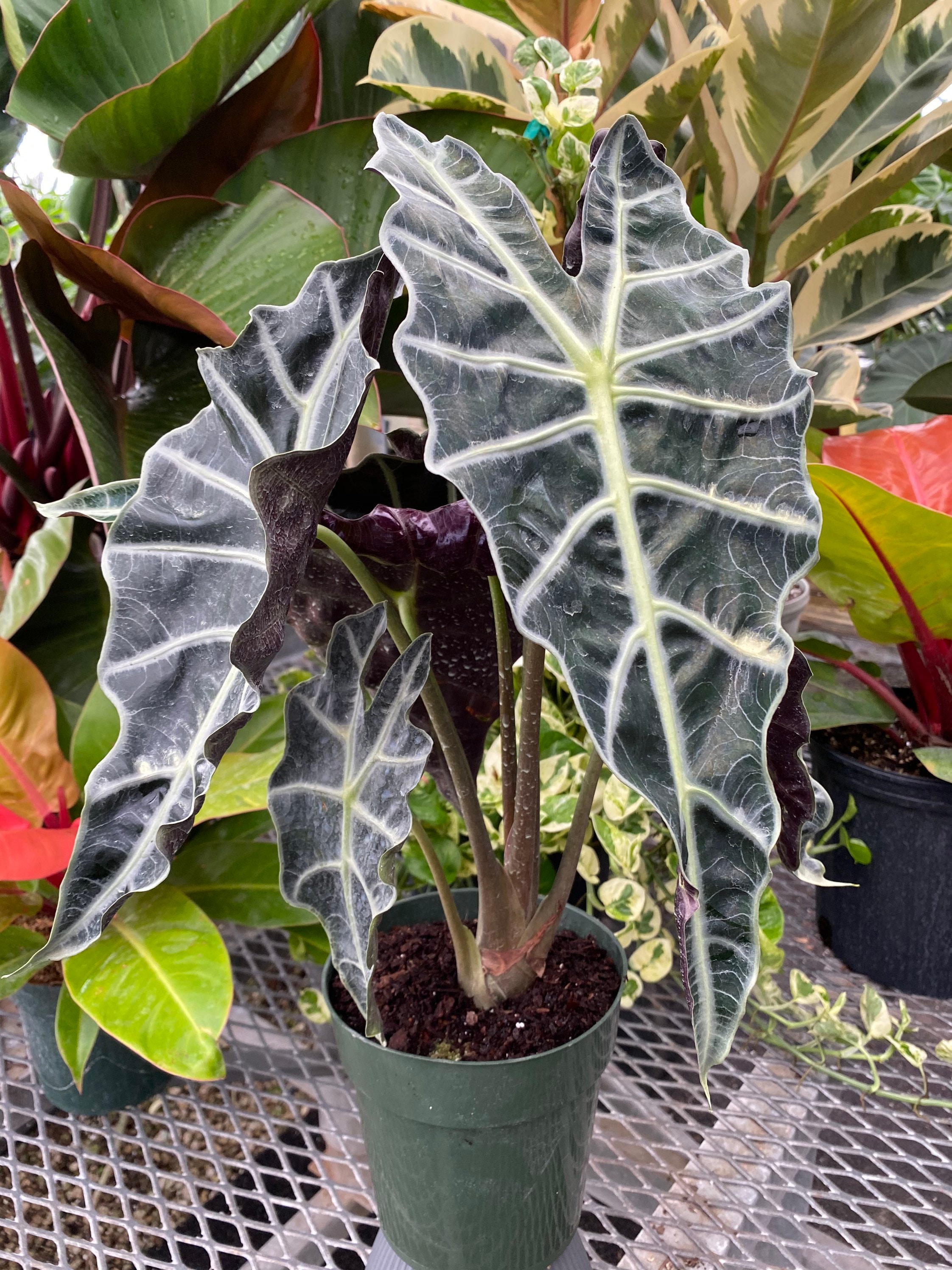 ぬいぐるみ NAUGHTY PLANTS Alocasia Polly NAUGHTY PLANTS Alocasia Polly