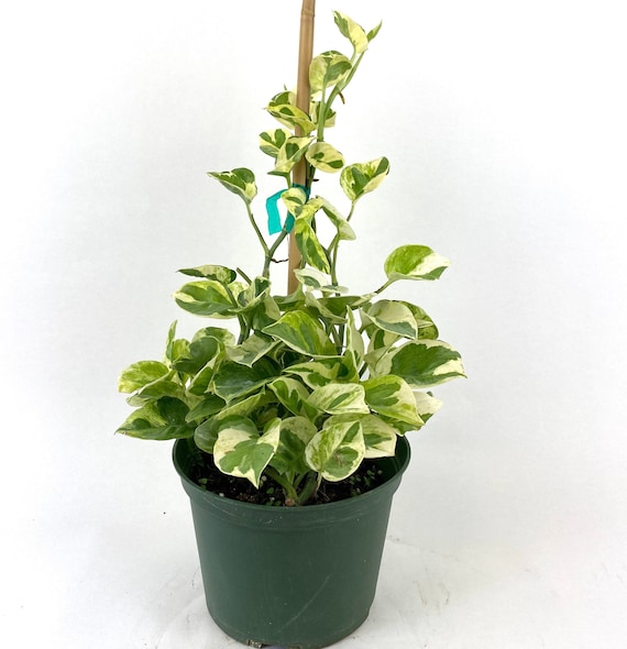 Pothos N'joy, Pearls and Jade in Trellis, Devil's Ivy