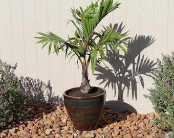 Bottle Palm, Hyophorbe lagenicaulis