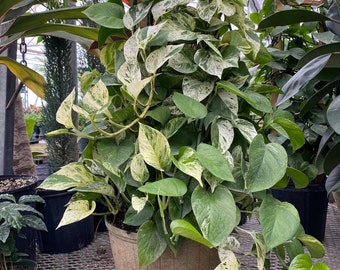 Pothos Marble Queen in Trellis, Stunning Variegated Vines