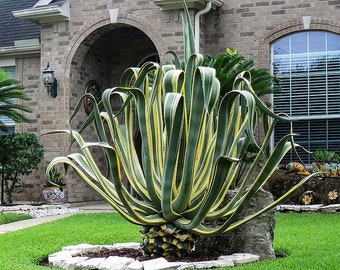 Agave Americana Variegata, Century Plant