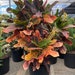 see more listings in the Tree Form Plants section