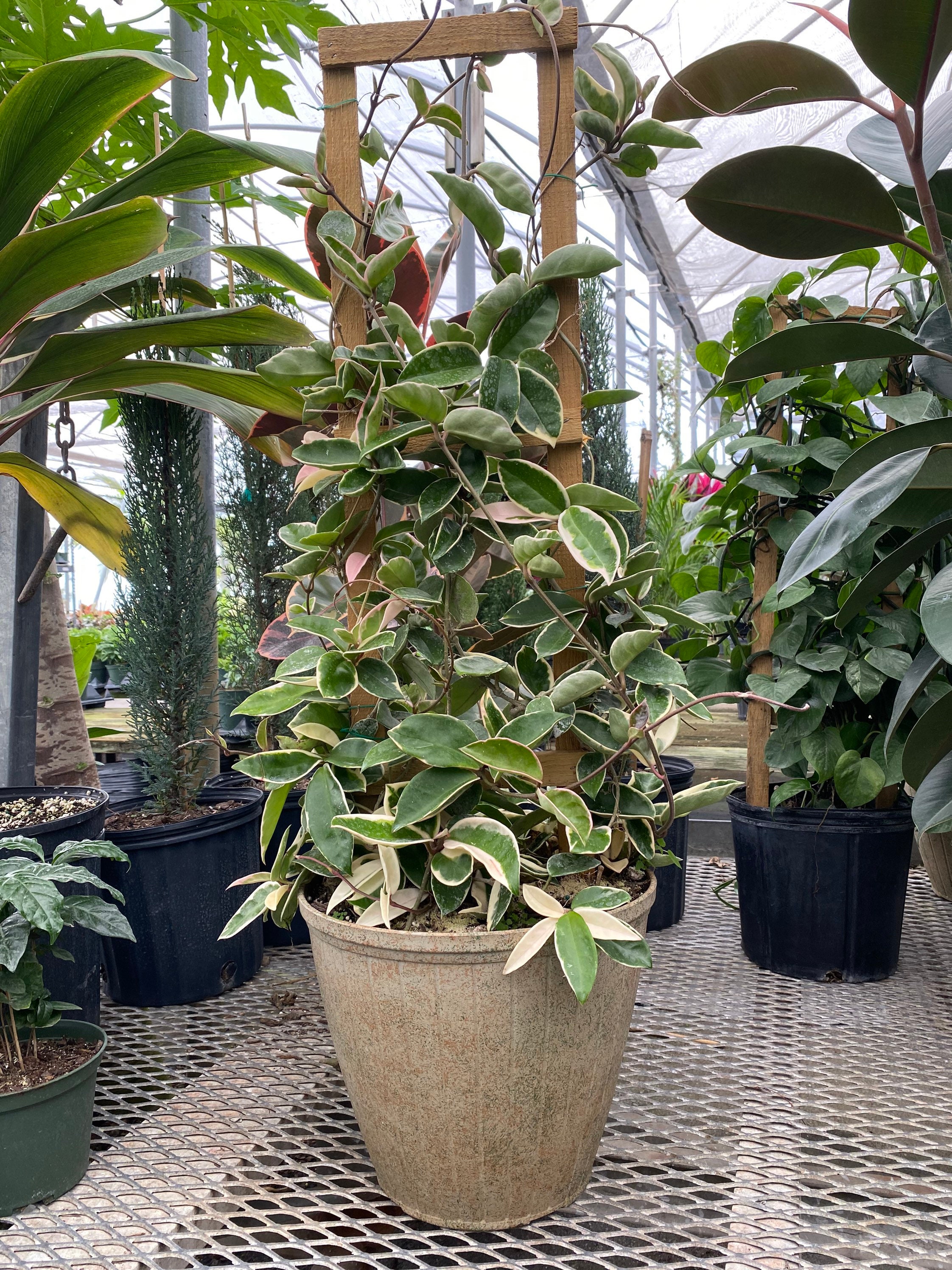 Hoya Krimson Queen in Trellis, Hoya Carnosa Variegated - Etsy