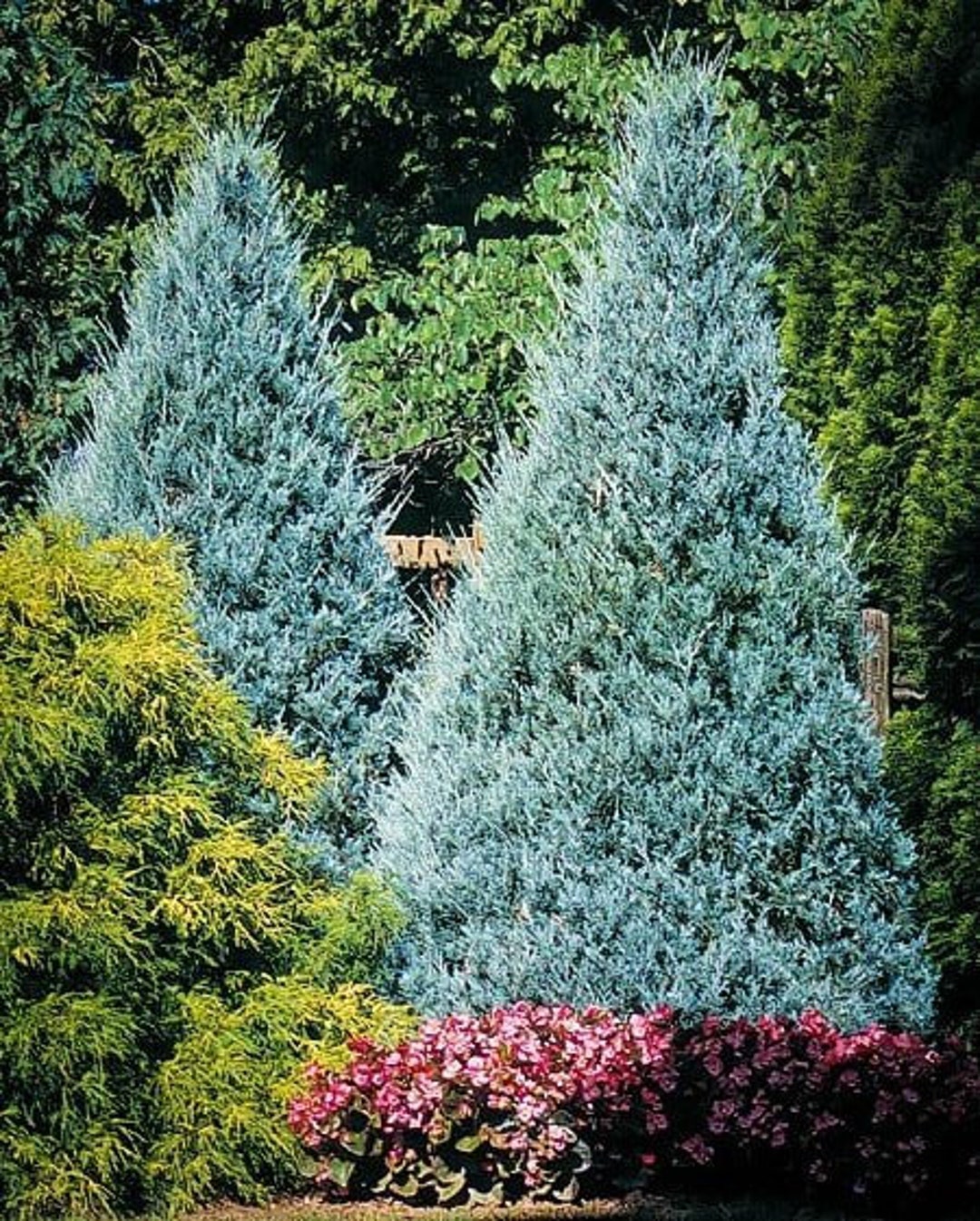 Juniper Blue Star Tree