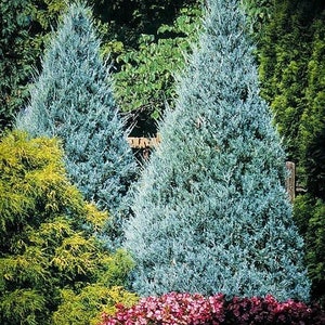 Wichita Blue, Rocky Mountain Juniper Tree, Juniperus scopulorum image 1