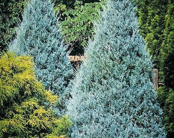 Wichita Blue, Rocky Mountain Juniper Tree, Juniperus scopulorum