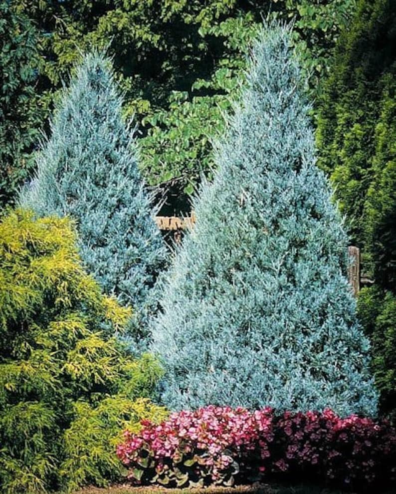 Wichita Blue, Rocky Mountain Juniper Tree, Juniperus scopulorum image 1