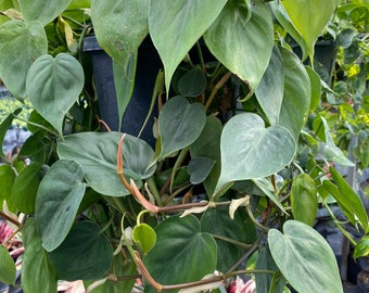 Philodendron Heart Leaf in Hanging Basket, Live Sweetheart Plant