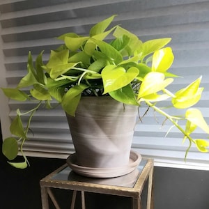 Pothos Neon in Hanging Basket, Stunning Vine Colors