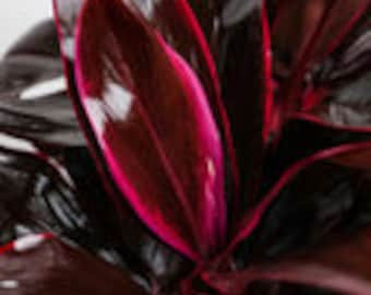 Cordyline Fruticosa Ruby, Good Luck Plant