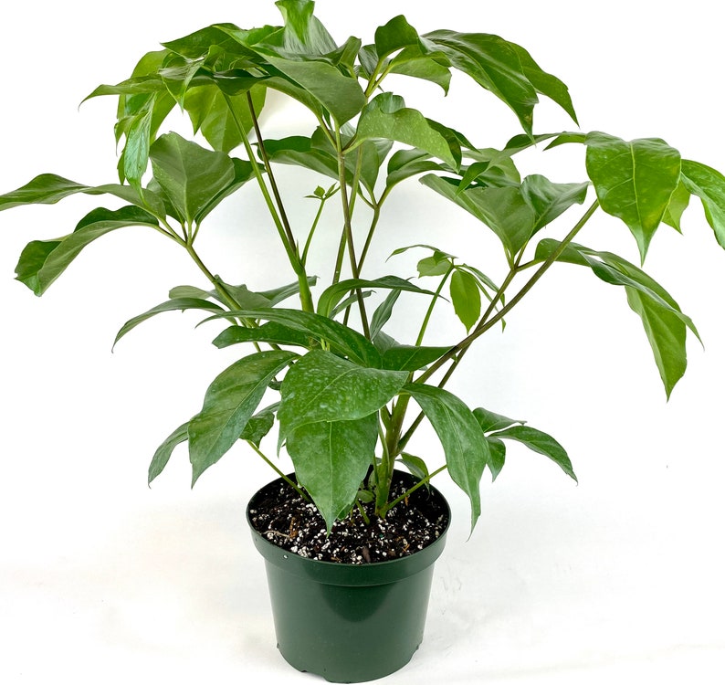 Schefflera Amate Umbrella Plant 6 Grower Pot Live Plant Etsy