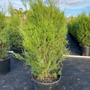 Brodie Eastern Red Cedar Tree, Fast Growing Evergreen Privacy Cypress image 5