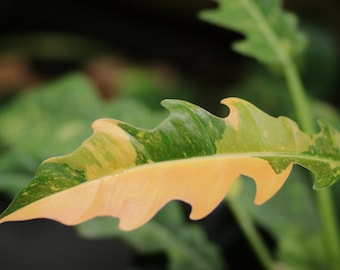 Philodendron Ring of Fire Variegated