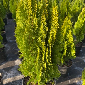 Yellow Ribbon Arborvitae, Thuja occidentalis Cypress image 2