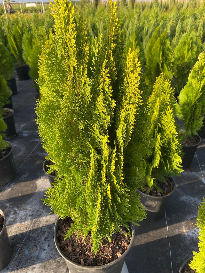 Yellow Ribbon Arborvitae, Thuja occidentalis Cypress image 2