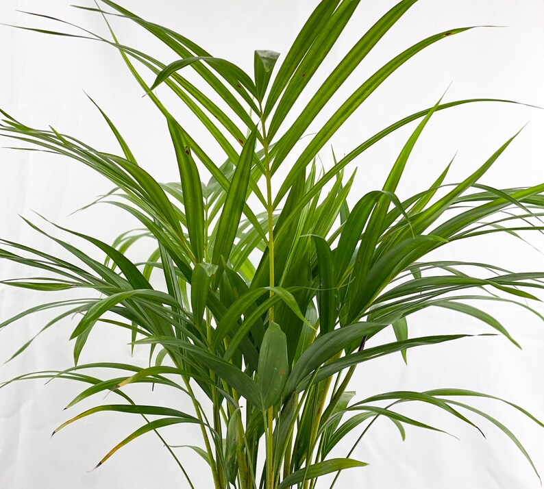 golden palm growers berhad