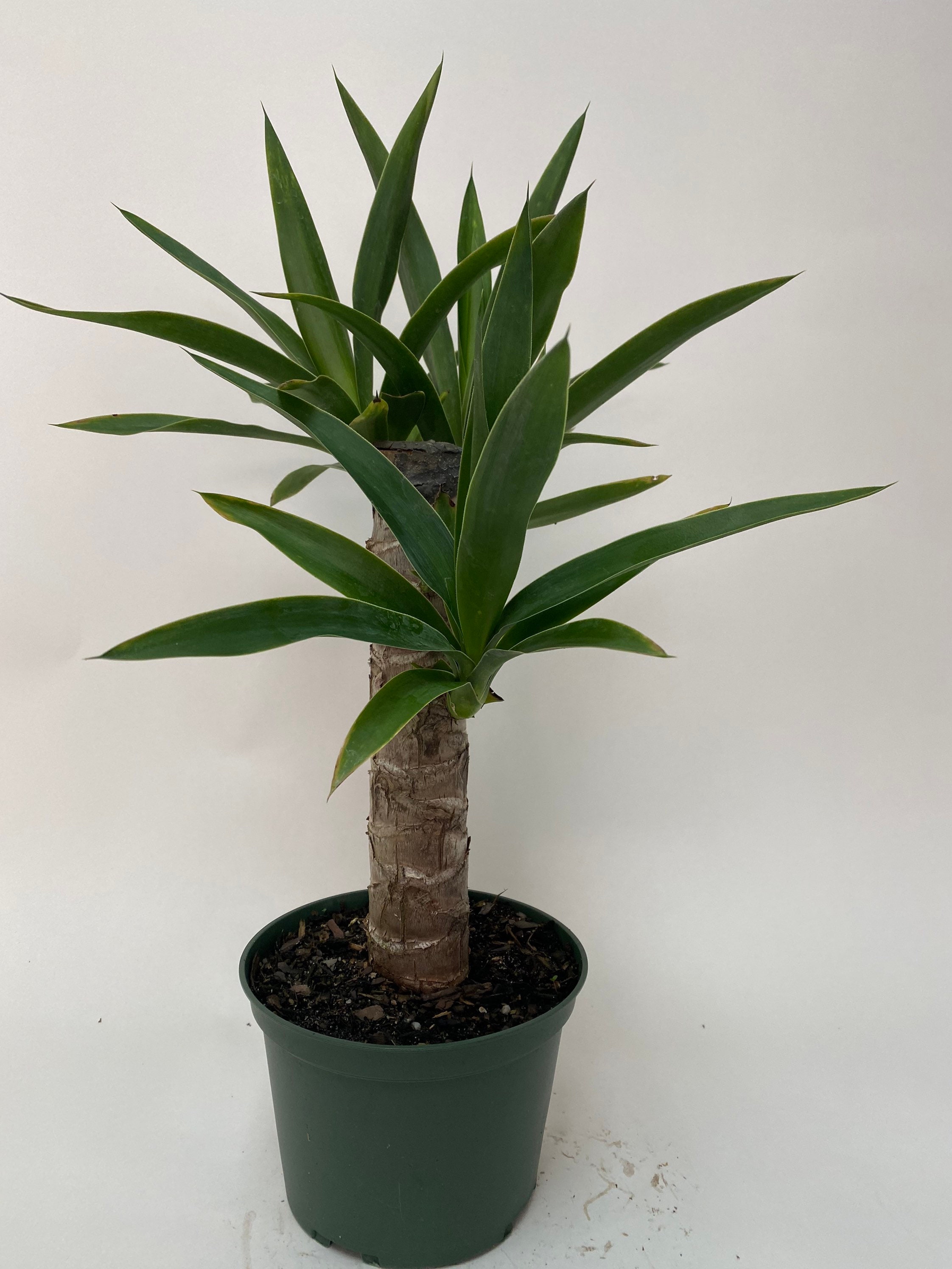 Dracaena Yucca Cane 6in Pot Live Plant Indoor Air Purifier Etsy