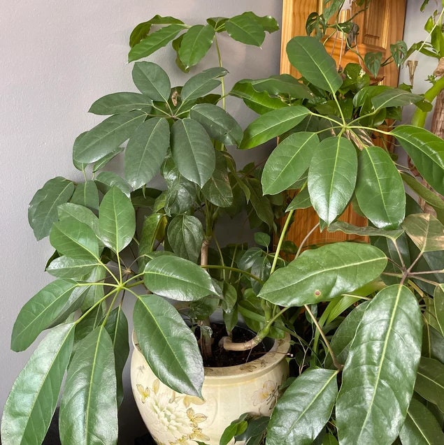 Schefflera Amate, Umbrella Tree
