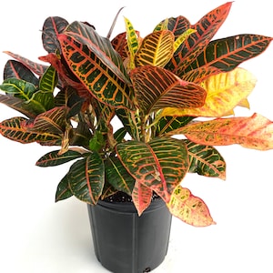 Croton Petra, Codiaeum Variegatum, Live Tropical Indoor Plant