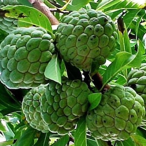 Sugar Apple Fruit Tree, Sweetsop Tree