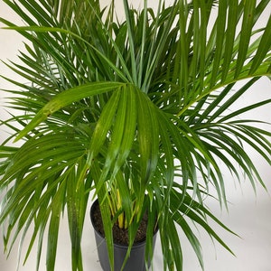 Areca Palm, Golden Cane, Dypsis Lutescens 6in Pot, 20-24in
