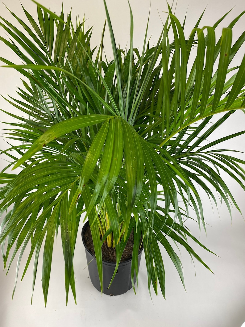 Areca Palm, Golden Cane, Dypsis Lutescens 6in Pot, 20-24in