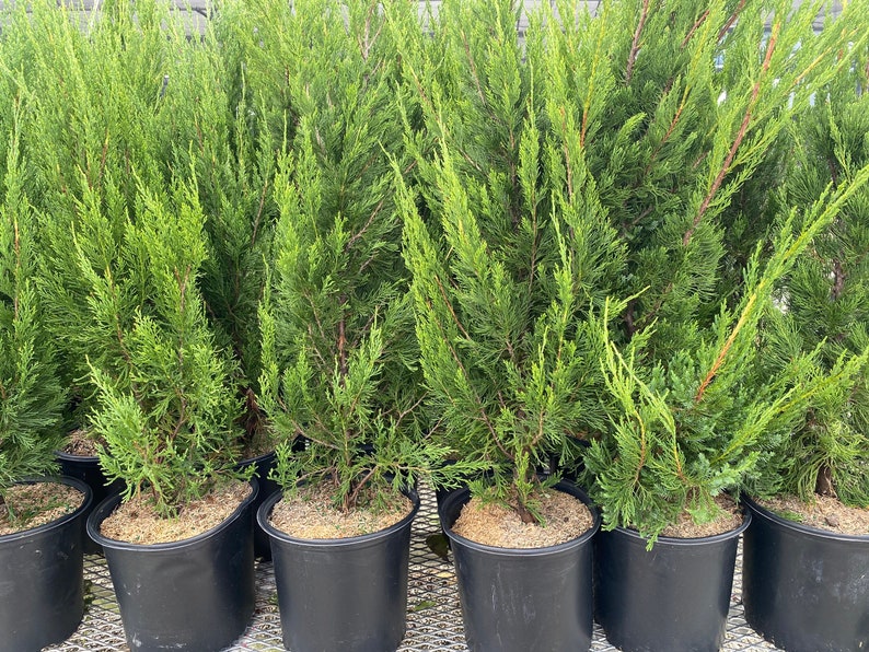 Hollywood Juniper Juniperus Chinensis Torulosa image 9