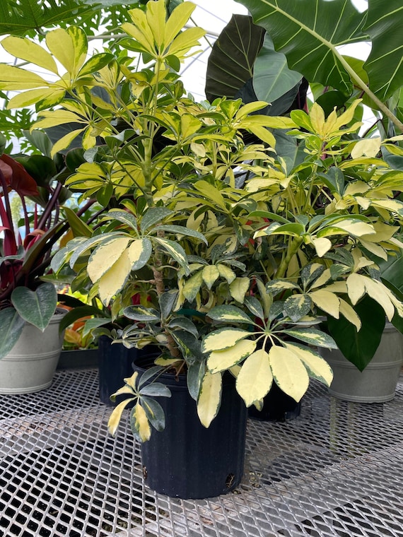 Arbaricola Umbrella Tree Live Plant Etsy