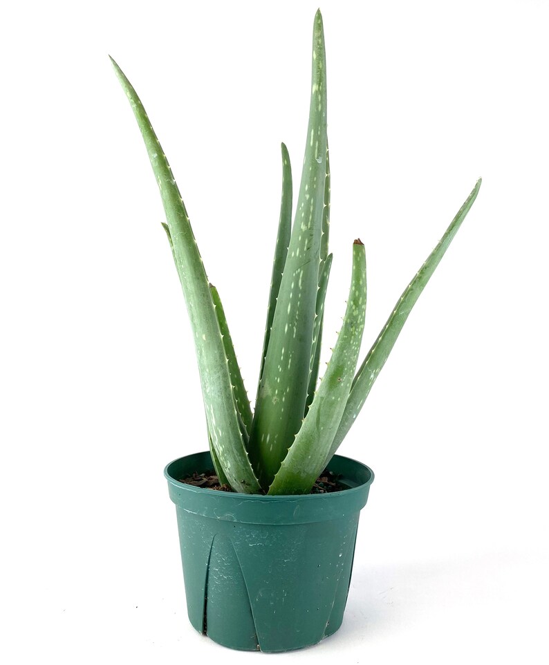 Aloe Vera Medicinal Aloe 6 Grower Pot Live Plant Indoor Etsy