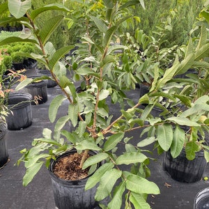 White Guava Fruit Tree, Psidium Guajava