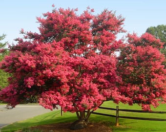 Crape Myrtle Tuscarora Tree Bright Pink