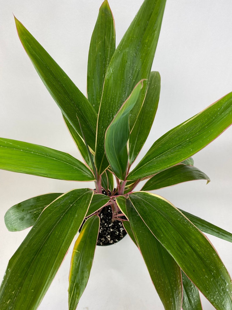 Cordyline Fruticosa Pink Diamond, Good Luck Plant image 3