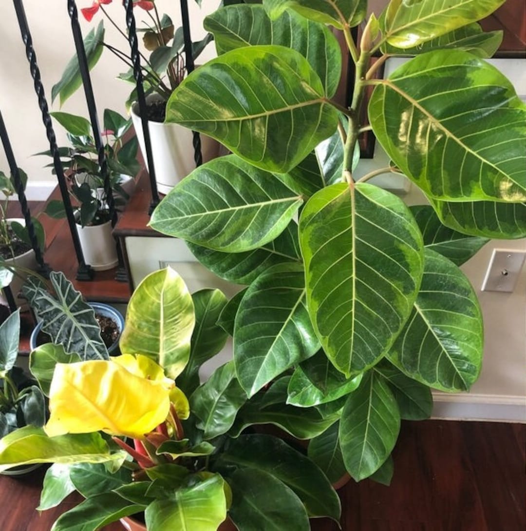 Ficus Altissima Bush Form Double, Variegated Yellow Gem Rubber Tree Etsy