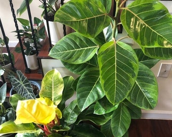 Ficus Altissima Bush Form Double, Variegated Yellow Gem Rubber Tree