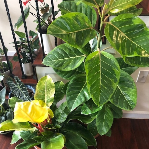 Ficus Altissima Bush Form Double, Variegated Yellow Gem Rubber Tree