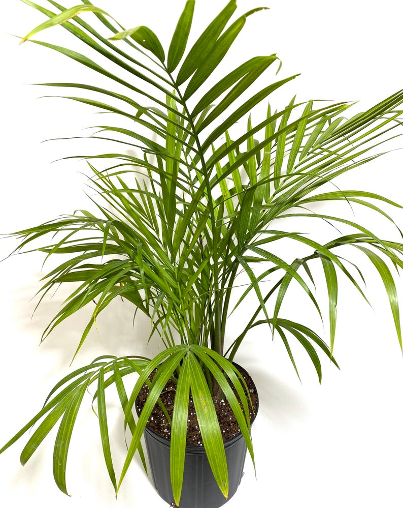 Majesty Palm, Ravenea Rivularis Live Indoor Plant image 7