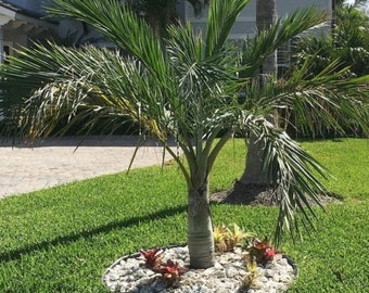Buccaneer Palm, Pseudophoenix Sargentii