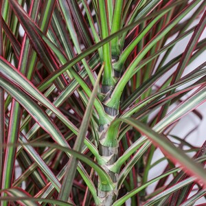 Dracaena Marginata Colorama Bush, Dragon Tree image 6