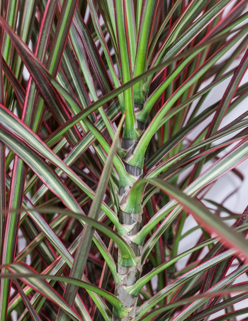 Dracaena Marginata Colorama Bush, Dragon Tree image 6