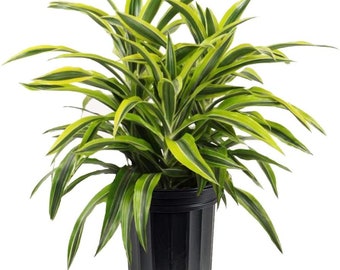 Dracaena Warneckii, Lemon Lime.