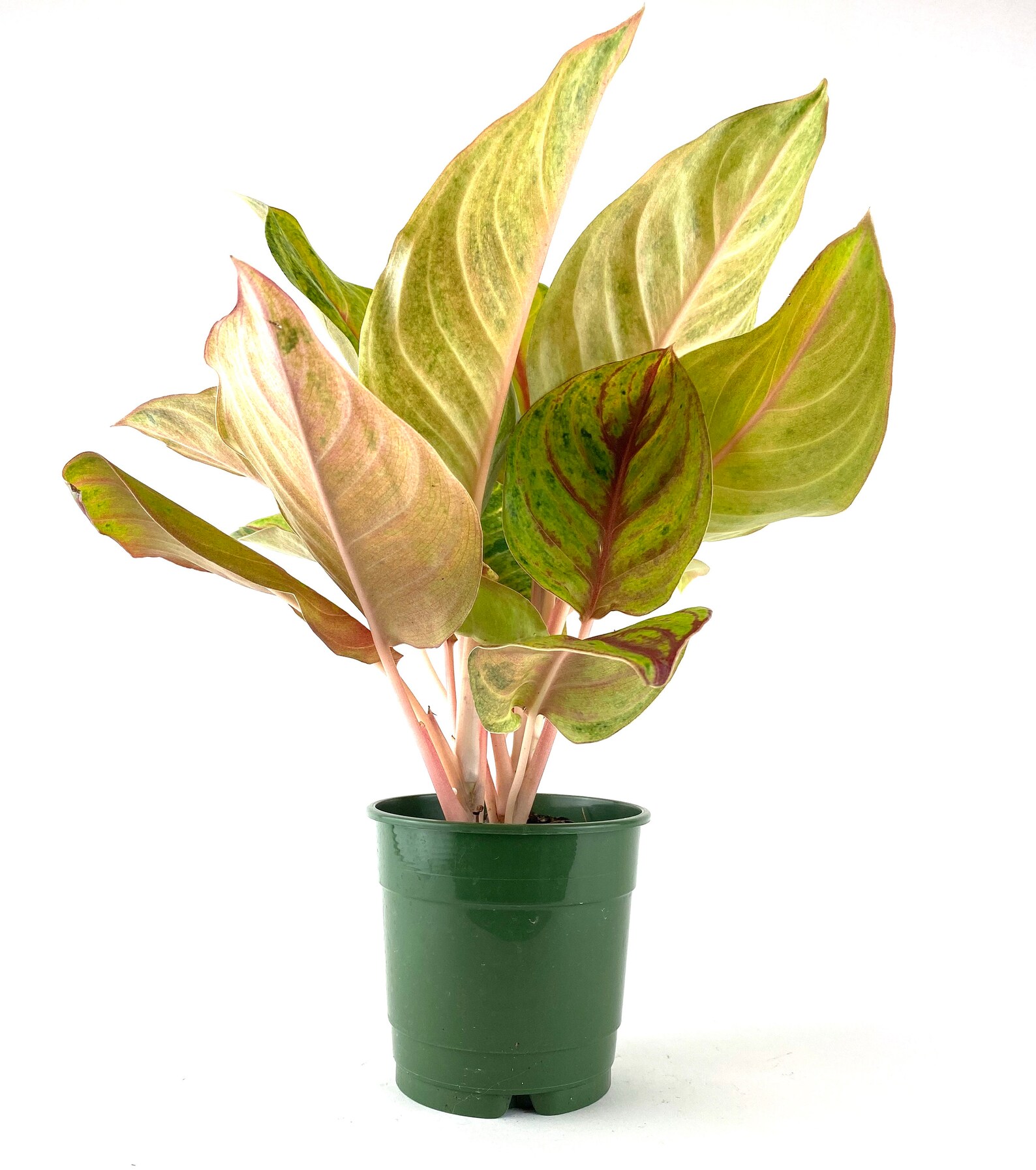 Aglaonema Golden Papaya 5 Grower Pot Live Plant Indoor Air Etsy