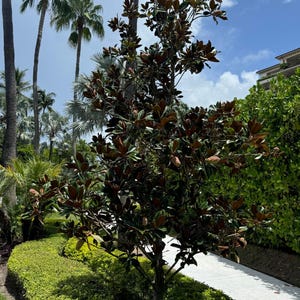 Magnolia Grandiflora Little Gem Flowering Tree