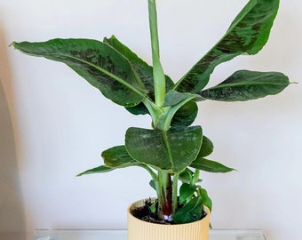 Dwarf Cavendish Banana Tree