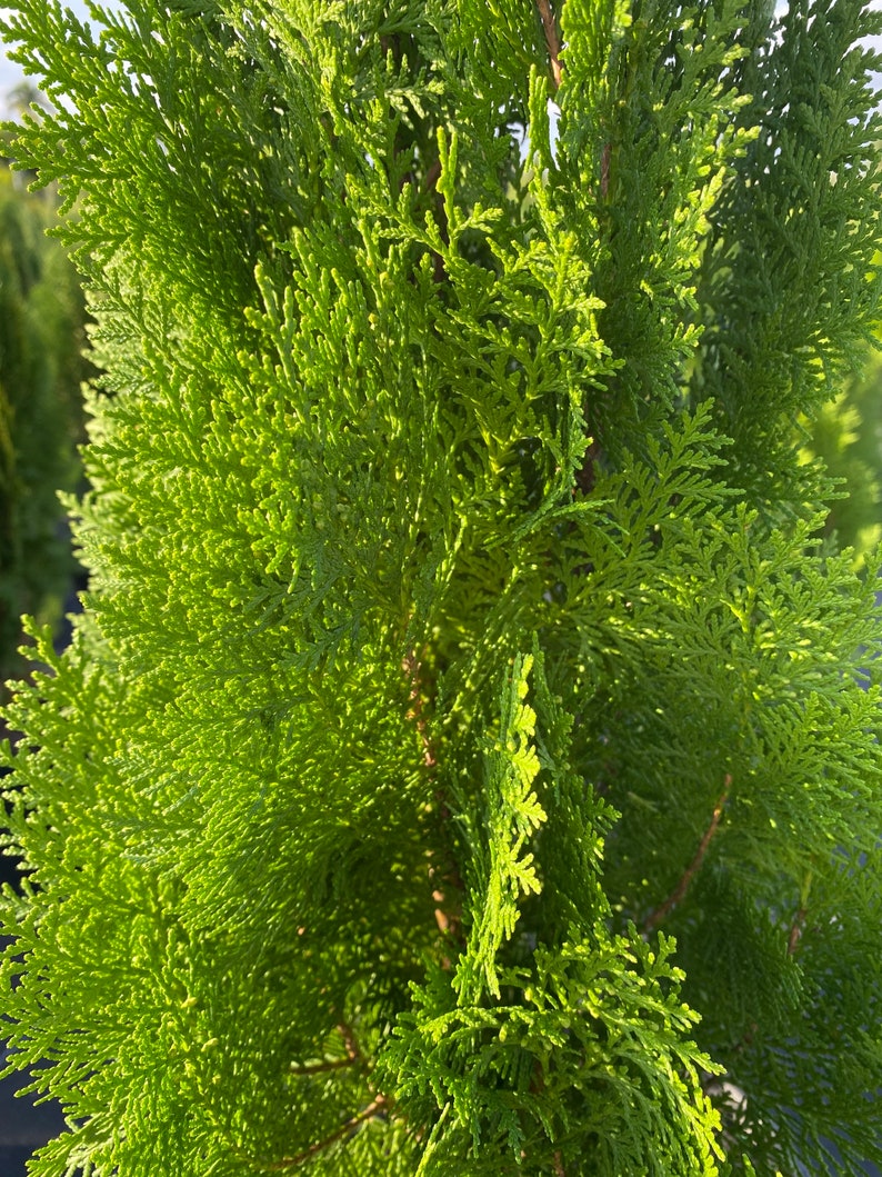 Blue Cone Arborvitae Thuja Orientalis Cypress image 4