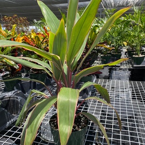 Cordyline Fruticosa Pink Diamond, Good Luck Plant image 6