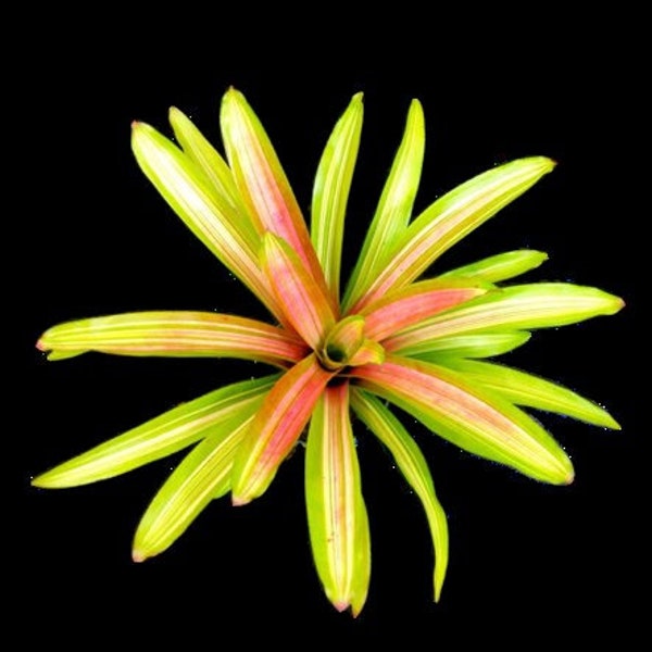 Bromeliad, Aechmea Alvarez Variegated