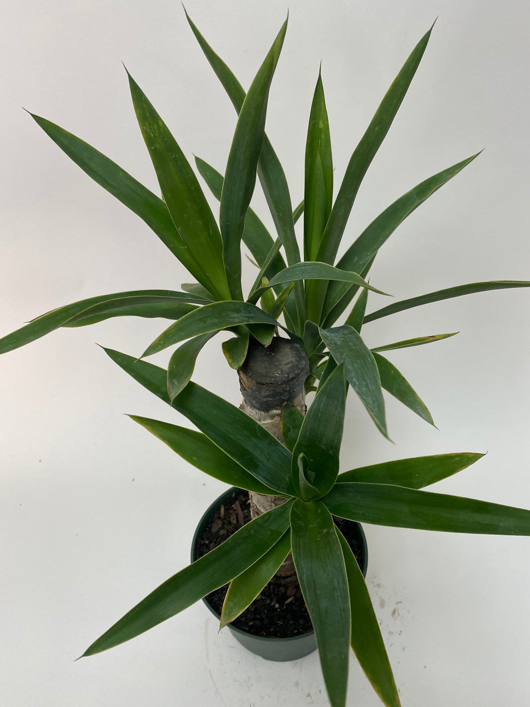 Dracaena Yucca Cane 6in Pot Live Plant Indoor Air Purifier Etsy
